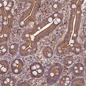 Anti-PPP1R12C antibody produced in rabbit Prestige Antibodies® Powered by Atlas Antibodies, affinity isolated antibody, buffered aqueous glycerol solution