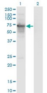 Monoclonal Anti-PRC1 antibody produced in mouse clone 3E3-1G1, purified immunoglobulin, buffered aqueous solution