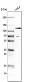 Anti-HGS antibody produced in rabbit Prestige Antibodies® Powered by Atlas Antibodies, affinity isolated antibody, buffered aqueous glycerol solution