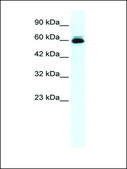 Anti-KCNH5 (AB1) antibody produced in rabbit affinity isolated antibody
