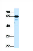Anti-MNT antibody produced in rabbit affinity isolated antibody
