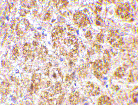 Anti-DARC antibody produced in rabbit affinity isolated antibody, buffered aqueous solution