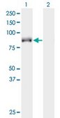 Monoclonal Anti-KIF9, (C-terminal) antibody produced in mouse clone 4E9, purified immunoglobulin, buffered aqueous solution