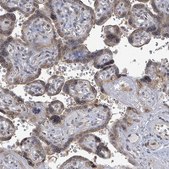 Anti-ARFGAP1 antibody produced in rabbit Prestige Antibodies® Powered by Atlas Antibodies, affinity isolated antibody, buffered aqueous glycerol solution