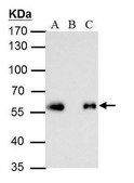 Monoclonal Anti-DDDDK tag antibody produced in mouse clone GT231, affinity isolated antibody
