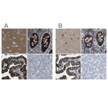 Anti-WNK2 antibody produced in rabbit Prestige Antibodies&#174; Powered by Atlas Antibodies, affinity isolated antibody, buffered aqueous glycerol solution