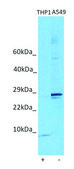 Anti-RPS28 (N-terminal) antibody produced in rabbit affinity isolated antibody