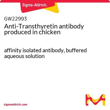 Anti-Transthyretin antibody produced in chicken affinity isolated antibody, buffered aqueous solution