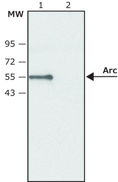 Anti-Arc antibody produced in rabbit ~1.0&#160;mg/mL, affinity isolated antibody