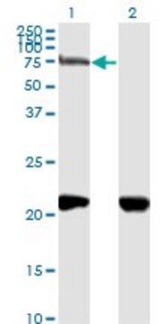 Monoclonal Anti-NRP1 antibody produced in mouse clone 1B3, purified immunoglobulin, buffered aqueous solution