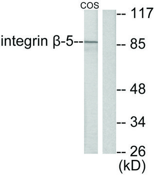 Anti-Integrin &#946;5 antibody produced in rabbit affinity isolated antibody