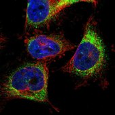 Anti-TMCC3 antibody produced in rabbit Prestige Antibodies® Powered by Atlas Antibodies, affinity isolated antibody, buffered aqueous glycerol solution