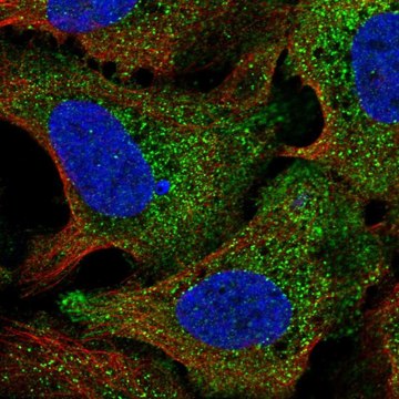 Anti-STIL antibody produced in rabbit Prestige Antibodies&#174; Powered by Atlas Antibodies, affinity isolated antibody