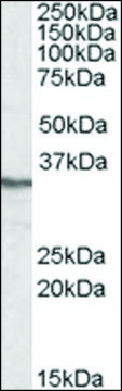 Anti-PPP4C (C-terminal) antibody produced in goat affinity isolated antibody, buffered aqueous solution