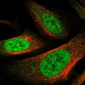 Anti-PPIL4 antibody produced in rabbit Prestige Antibodies® Powered by Atlas Antibodies, affinity isolated antibody, buffered aqueous glycerol solution