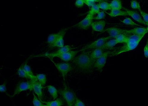 Anti-Myosin VI (KA-15) antibody produced in rabbit affinity isolated antibody, buffered aqueous solution