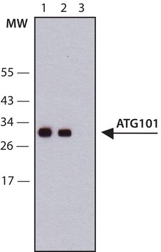 Anti-ATG101 antibody, Mouse monoclonal clone ATG101-15, purified from hybridoma cell culture