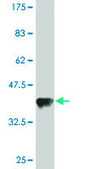 Monoclonal Anti-TARS antibody produced in mouse clone 1A9, purified immunoglobulin, buffered aqueous solution