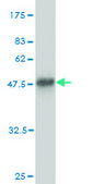 Monoclonal Anti-BAIAP2L1 antibody produced in mouse clone 2A4, purified immunoglobulin, buffered aqueous solution