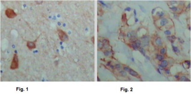 Anti-PAWR, clone 3G9H7 Antibody ascites fluid, clone 3G9H7, from mouse