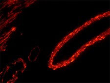 Streptavidin-R-Phycoerythrin from Streptomyces avidinii buffered aqueous solution