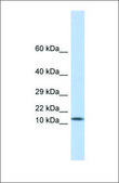 Anti-LGALS1 antibody produced in rabbit affinity isolated antibody