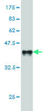 ANTI-BTLA antibody produced in mouse clone 1B7, purified immunoglobulin, buffered aqueous solution