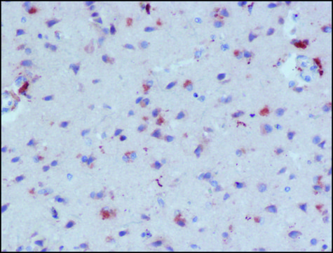 Anti-&#946;-Amyloid antibody, Mouse monoclonal clone NAB 228, purified from hybridoma cell culture