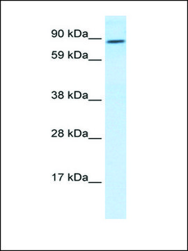 Anti-TCF4 (AB1) antibody produced in rabbit affinity isolated antibody