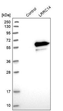 Anti-LRRC14 antibody produced in rabbit Prestige Antibodies&#174; Powered by Atlas Antibodies, affinity isolated antibody, buffered aqueous glycerol solution