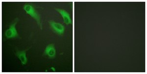 Anti-CD88 antibody produced in rabbit affinity isolated antibody