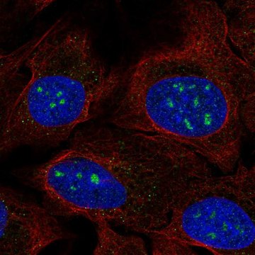 Anti-FAM173B antibody produced in rabbit Prestige Antibodies&#174; Powered by Atlas Antibodies, affinity isolated antibody