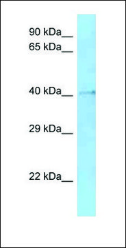 Anti-Hmces antibody produced in rabbit affinity isolated antibody