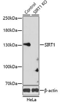 Anti-SIRT1 antibody produced in rabbit