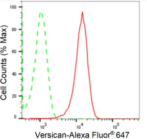 KD-Validated Anti Versican Antibody, clone 24GB2380, Rabbit Monoclonal clone 24GB2380, recombinant rabbit monoclonal, expressed in HEK293 cells