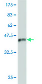 Monoclonal Anti-IRAK4 antibody produced in mouse clone 1D4, purified immunoglobulin, buffered aqueous solution