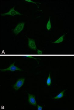 Anti-Munc-18-1 antibody produced in rabbit IgG fraction of antiserum, buffered aqueous solution