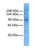 Anti-LRRC8A antibody produced in rabbit affinity isolated antibody