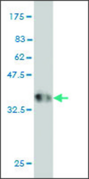 Monoclonal Anti-HOXD11 antibody produced in mouse clone 6E10, purified immunoglobulin, buffered aqueous solution