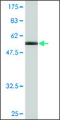 Monoclonal Anti-PKD1L2 antibody produced in mouse clone 3G2, purified immunoglobulin, buffered aqueous solution