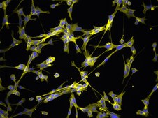 YUMM3.2 Mouse Melanoma Cell Line