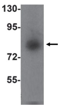 抗-SIK1抗体 from rabbit, purified by affinity chromatography