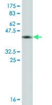 Monoclonal Anti-THOP1 antibody produced in mouse clone 2B4, ascites fluid