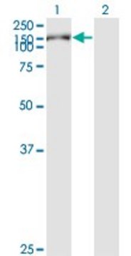 Monoclonal Anti-KIAA1199 antibody produced in mouse clone 3C12, purified immunoglobulin, buffered aqueous solution