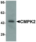 Anti-CMPK2 antibody produced in rabbit affinity isolated antibody, buffered aqueous solution