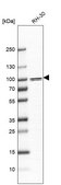 Anti-PARP9 antibody produced in rabbit Prestige Antibodies® Powered by Atlas Antibodies, affinity isolated antibody