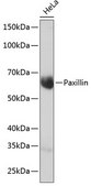 Anti-Paxillin Antibody, clone 4A2O5, Rabbit Monoclonal