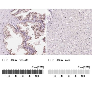 抗-HOXB13 兔抗 Prestige Antibodies&#174; Powered by Atlas Antibodies, affinity isolated antibody, buffered aqueous glycerol solution