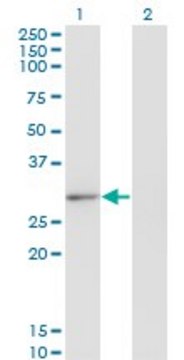 Monoclonal Anti-CLIC2 antibody produced in mouse clone 2C1, purified immunoglobulin, buffered aqueous solution