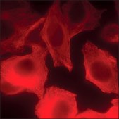 Anti-Swine IgG (H+L), CF™ 640R antibody produced in goat ~2 mg/mL, affinity isolated antibody